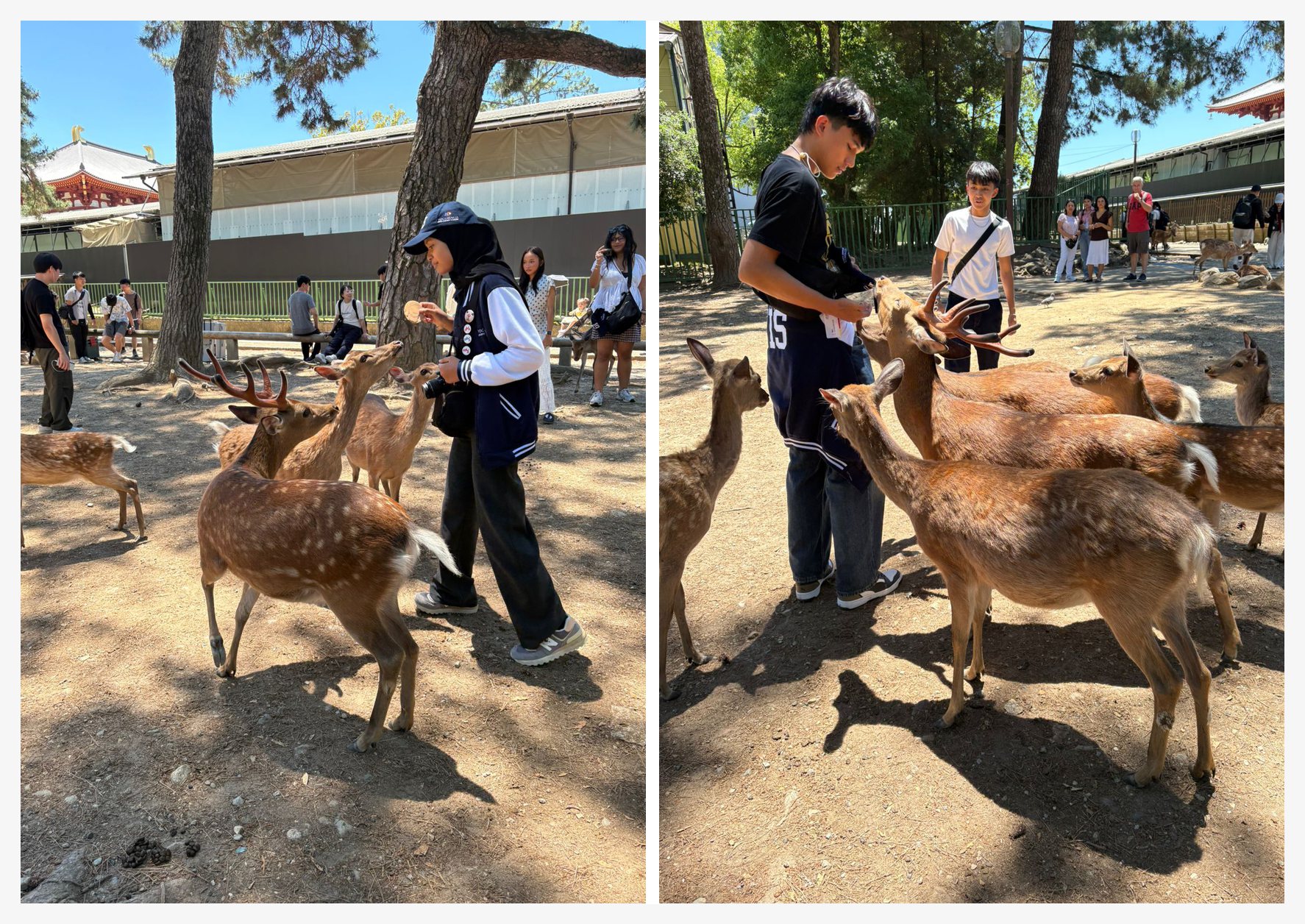 Kasyafa and Ben feeding deer at Nara Park